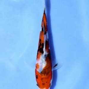 Taisho Sankoku 27 cm Beppu Fish Farm