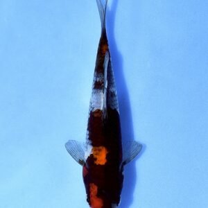 Showa 28 cm Dainichi Koi Farm