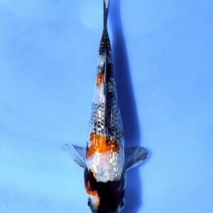Ginrin Showa 28 cm Shinoda Koi Farm