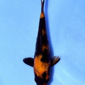 Hi Utsuri 28 cm Shinoda Koi Farm