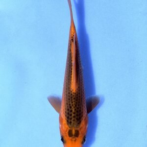 Aka-Matsuba 24 cm Marusei Koi Farm
