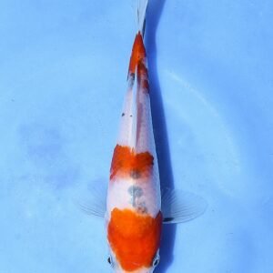 Taisho Sankoku 25 cm Beppu Koi Farm