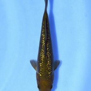 Ginrin Monkey 30 cm Dainichi Koi Farm