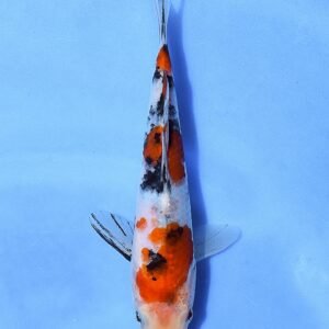 Taisho Sankoku 28 cm Beppu Fish Farm