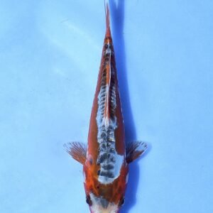 Shusui 28 cm Tanaka Koi Farm