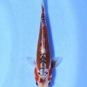 Shusui 28 cm Tanaka Koi Farm