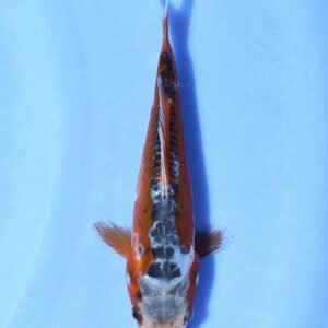 Shusui 28 cm Tanaka Koi Farm