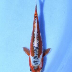 Shusui 28 cm Tanaka Koi Farm
