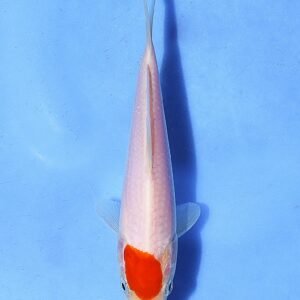 Tancho Kohaku 22 cm Matsue Koi Farm