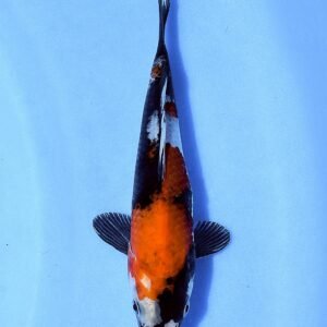 Showa 30 cm Dainichi Koi Farm