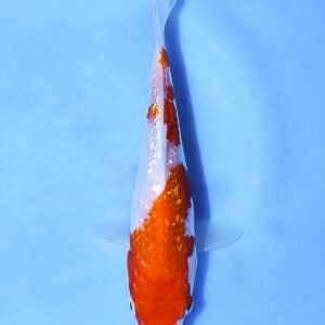 Ginrin Kohaku 28 cm Shinoda Koi Farm