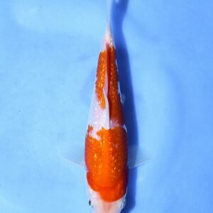 Ginrin Kohaku 28 cm Shinoda Koi Farm