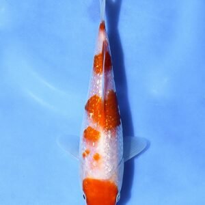 Ginrin Kohaku 28 cm Shinoda Koi Farm