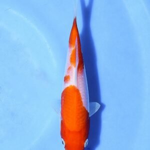 Kohaku 27 cm Matsue Koi Farm
