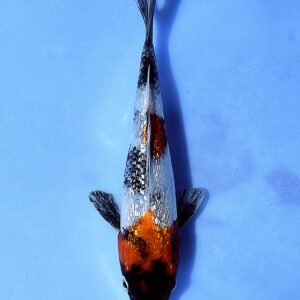 Ginrin Showa 28 cm Shinoda Koi Farm
