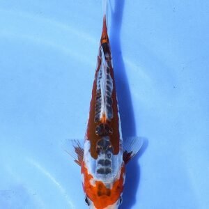 Shusui 28 cm Tanaka Koi Farm